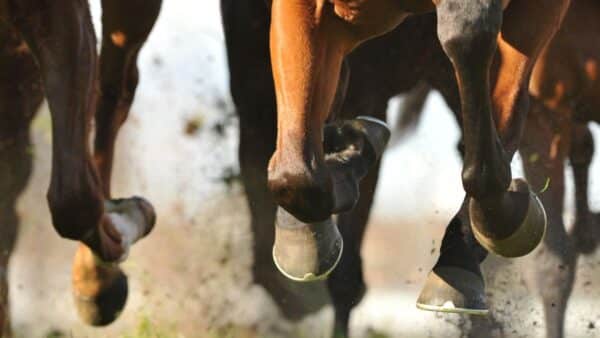 KHQ Lawyers - Stop horsing around: Court of Appeal rules horse breeder does not engage in primary production for land tax purposes